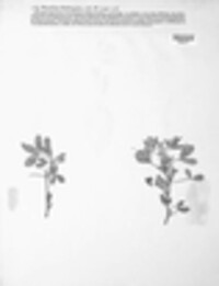 Pseudopeziza medicaginis image